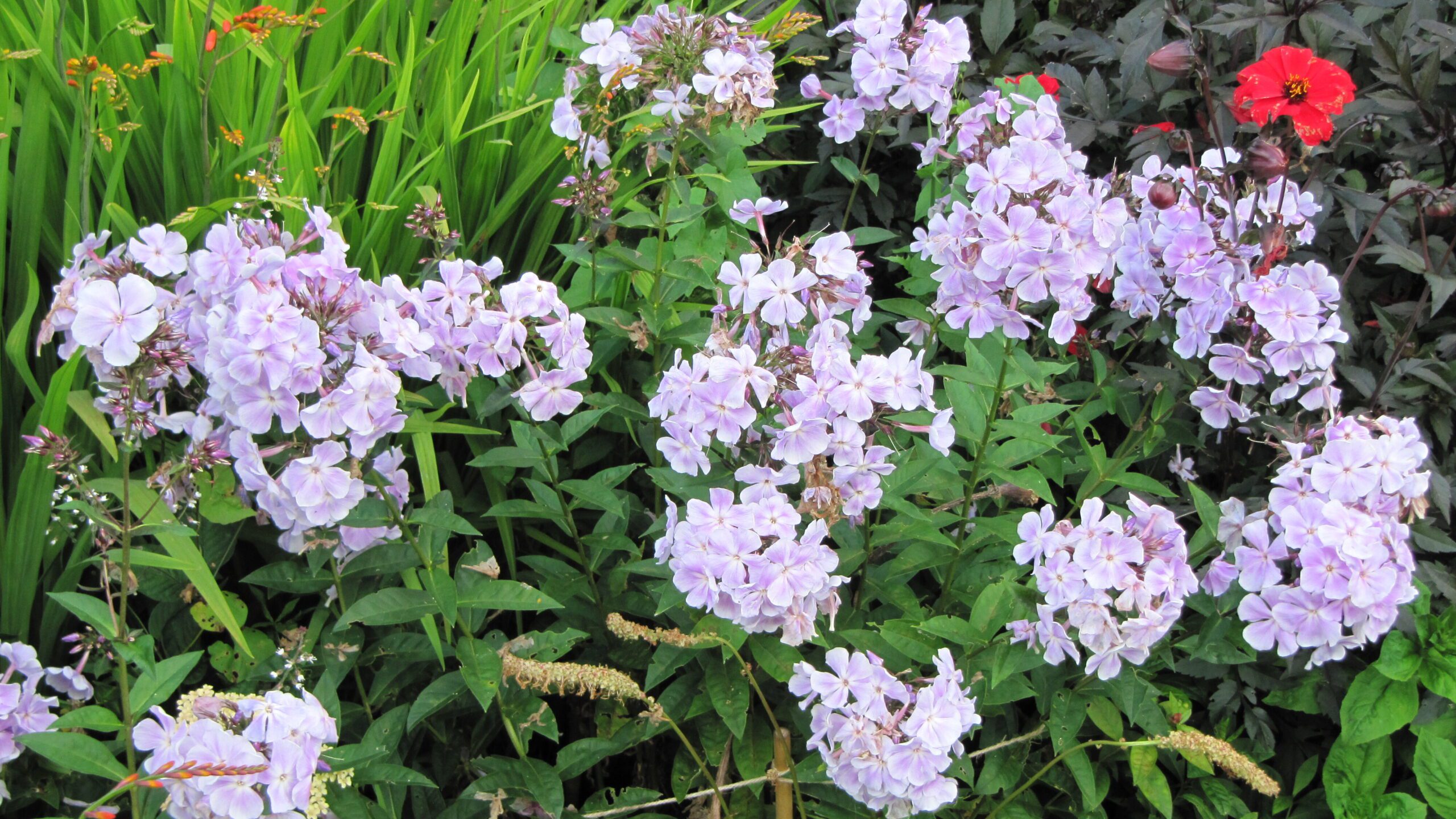 what-s-on-in-august-arley-hall-gardens