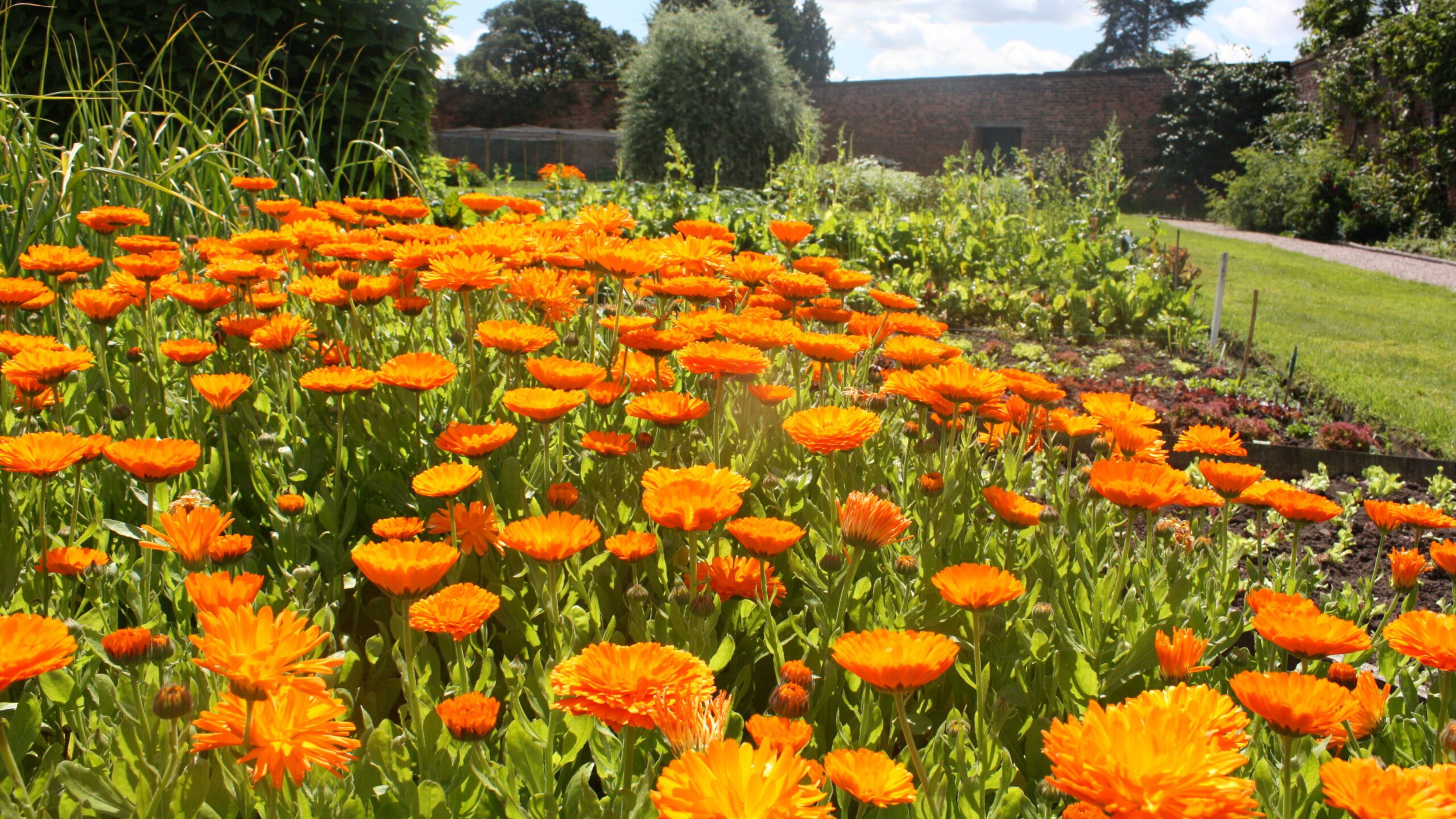 what-s-on-in-july-arley-hall-gardens